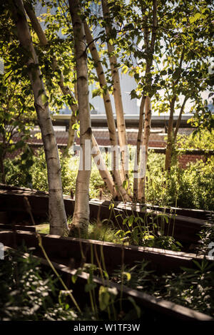 Détail de bouleau arbres croissant sur les chemins de fer, le parc High Line, Manhattan, NYC, New York City, États-Unis d'Amérique, États Unis, Amérique du Nord Banque D'Images