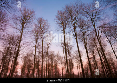 Forêt de hêtres, Spessart Nature Park, Basse Franconie, Bavière, Allemagne Banque D'Images