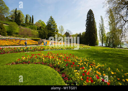 Tulip meadows en fleurs au printemps, l'île de Mainau, sur le lac de Constance, Bade-Wurtemberg, Allemagne Banque D'Images