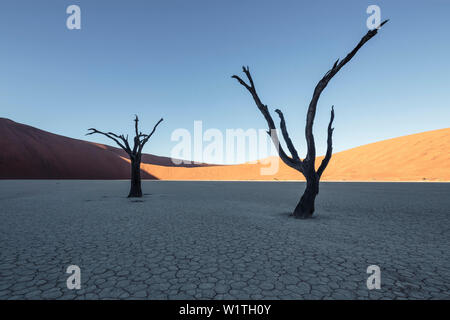 500 ans de squelettes à l'acacia Deadvlei clay pan. À gauche, Big Daddy, à 380 mètres de l'une des dunes de talles. Namib Sossusvlei, Nau Banque D'Images