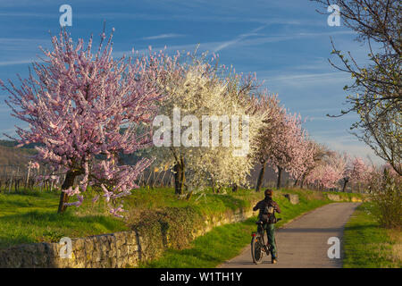 Almond Blossom, Mandelbluetenweg, Deutsche Weinstrasse (route des vins allemande), Palatinat, Rhénanie-Palatinat, Allemagne Banque D'Images