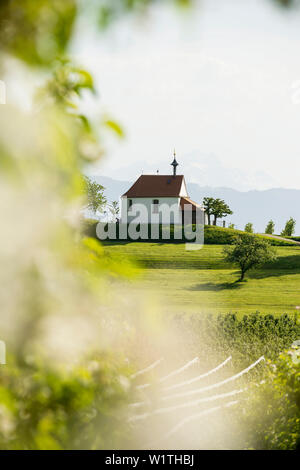 Plantation, apple orchard, Antonius chapelle, Selmnau, près de Wasserburg, Lac de Constance, souabe, Bavière, Allemagne Banque D'Images