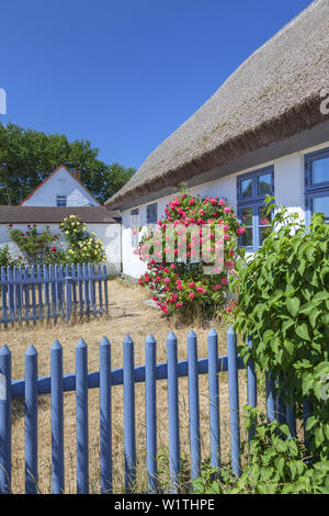 Maison de chaume en Neuendorf, île de Hiddensee, côte de la mer Baltique, Mecklembourg-Poméranie-Occidentale, Allemagne du Nord, l'Allemagne, l'europa Banque D'Images