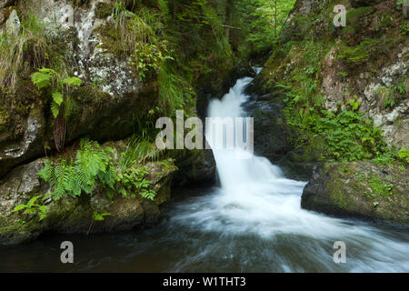 Ravennaschlucht, Forêt-Noire, Bade-Wurtemberg, Allemagne Banque D'Images