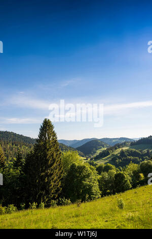 Paysage vallonné de prairies et forêt, Belchen, Kleines Wiesental, forêt noire, forêt noire, Bade-Wurtemberg, Allemagne Banque D'Images