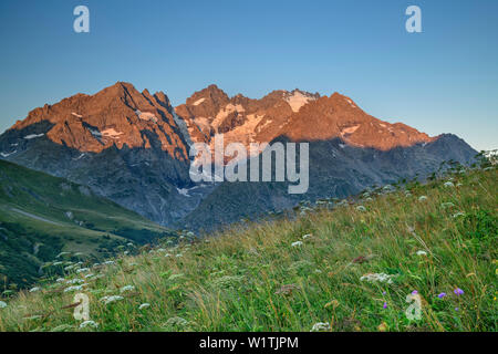 Prairie avec des fleurs avec des Ecrins en alpenglow, Parc National des Écrins, Dauphine, Dauphiné, Hautes Alpes, France Banque D'Images
