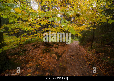 Hêtre en automne à la pluie, chaud rivière Bode, Braunlage, Parc National de Harz, Basse-Saxe, Allemagne, Europe Banque D'Images