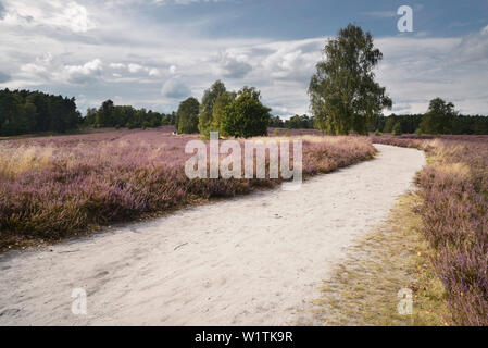 Heather fleurs, sentier, Wietze, Lüneburger Heide, celle - district, Basse-Saxe, Allemagne, Europe Banque D'Images