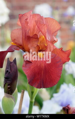 Fleur d'iris en gros plan. Iris « Red Pike » grand iris barbu en fleur en mai. Élevé par Bryan Dodsworth Banque D'Images