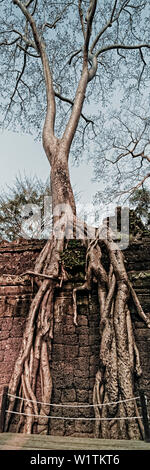 Figuier géant Ta Phrom temple à Angkor Wat, au Cambodge, en Asie Banque D'Images