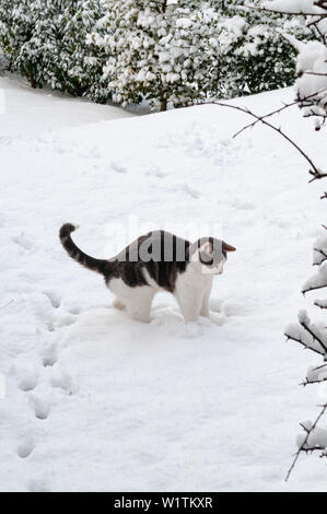 Un beau gris et blanc animal chat jouant dans la neige. Banque D'Images