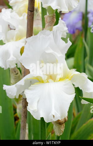 Tall bearded iris 'Darley Dale' en fleur dans un jardin en mai à la frontière - UK Banque D'Images