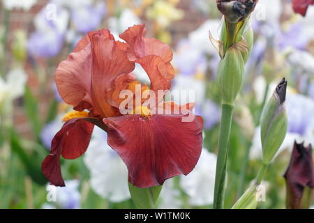 Fleur d'iris en gros plan. Iris « Red Pike » grand iris barbu en fleur en mai. Élevé par Bryan Dodsworth Banque D'Images