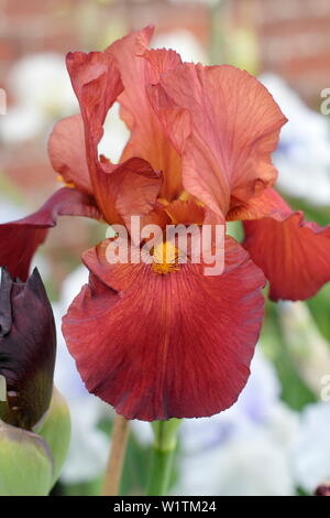 Fleur d'iris en gros plan. Iris « Red Pike » grand iris barbu en fleur en mai. Élevé par Bryan Dodsworth Banque D'Images