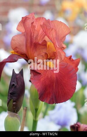 Fleur d'iris en gros plan. Iris « Red Pike » grand iris barbu en fleur en mai. Élevé par Bryan Dodsworth Banque D'Images
