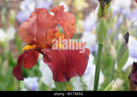 Fleur d'iris en gros plan. Iris « Red Pike » grand iris barbu en fleur en mai. Élevé par Bryan Dodsworth Banque D'Images