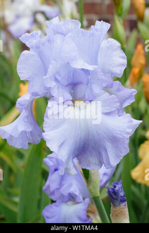 Iris 'Skye Blue' grand iris en fleur dans un jardin en mai à la frontière - UK Banque D'Images