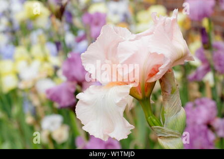 Tall bearded iris 'Sherwood' Rose floraison dans un jardin border - mai Banque D'Images