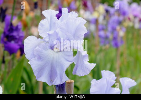 Iris 'Skye Blue' grand iris en fleur dans un jardin en mai à la frontière - UK Banque D'Images