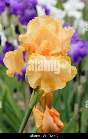 Iris 'William of Orange' Grand iris en fleurs en mai. Éleveur, Bryan Dodsworth Banque D'Images