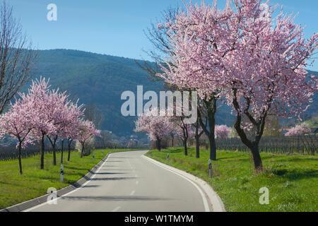 Almond Blossom, Mandelbluetenweg, Deutsche Weinstrasse (route des vins allemande), Palatinat, Rhénanie-Palatinat, Allemagne Banque D'Images