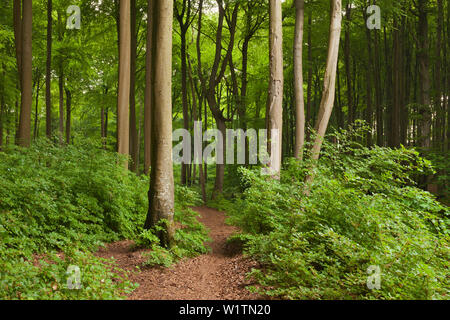 Bois de hêtre au-dessus de la craie, les roches du parc national de Jasmund, Ruegen, mer Baltique, Schleswig-Holstein, Allemagne Banque D'Images