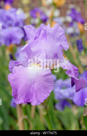 Grand Iris 'waledale' en fleur au printemps. Partie d'éleveur, Bryan Dodsworth's collection à Doddington Hall, Lincolnshire, Royaume-Uni Banque D'Images