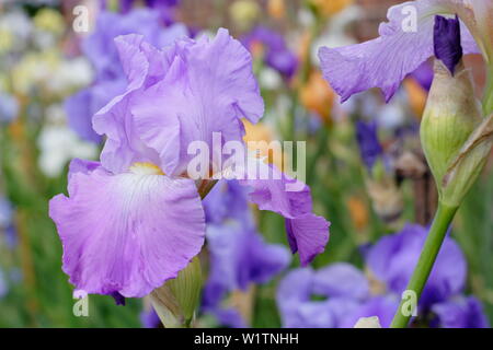 Grand Iris 'waledale' en fleur au printemps. Partie d'éleveur, Bryan Dodsworth's collection à Doddington Hall, Lincolnshire, Royaume-Uni Banque D'Images