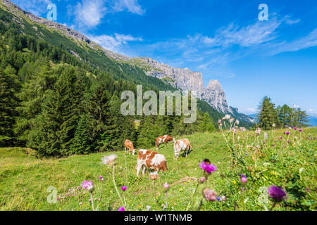 Les vaches sur le plateau avec des montagnes Schlern, Compatsch, Siusi, Tyrol du Sud, Italie Banque D'Images