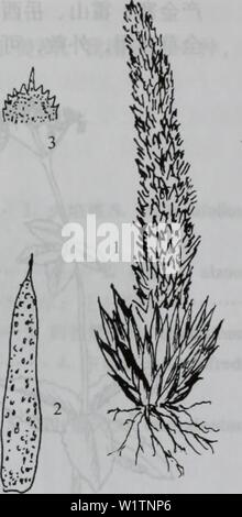 Image d'archive à partir de la page 498 de da wu zhi shan bie. da shan Wu Zhi Zhi bie dabieshanzhiwuzh00zixi Année : 2006.9 Banque D'Images