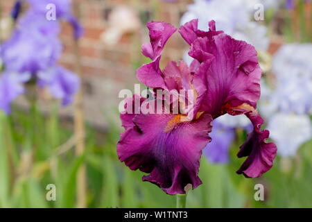 'Iris' Teesdale Tall iris en fleurs en mai. Éleveur, Bryan Dodsworth Banque D'Images