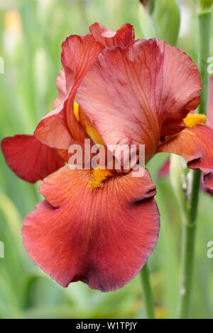Fleur d'iris en gros plan. Iris « Red Pike » grand iris barbu en fleur en mai. Élevé par Bryan Dodsworth Banque D'Images