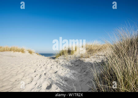 Sentier à la plage à travers les dunes en hiver, îles de la Frise orientale, Spiekeroog, Basse-Saxe, Mer du Nord, Allemagne Banque D'Images