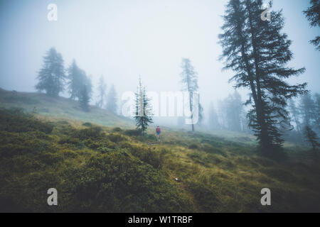 Grimpeur dans la forêt brumeuse, E5, Alpenüberquerung, 4e étape, Skihütte Zams, Lacheralm,Pitztal, Wenns, Gletscherstube, Zams de Braunschweiger Hütte, ty Banque D'Images