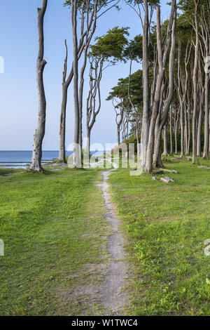 Chemin le long des falaises et des forêts de hêtres à Nienhagen, côte de la mer Baltique, Mecklembourg-Poméranie-Occidentale, Allemagne du Nord, l'Allemagne, de l'Europe Banque D'Images