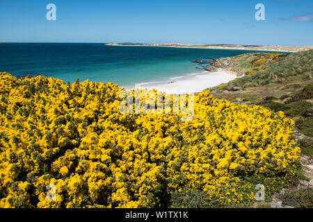 Vue sur l'ajonc en fleur jaune de Yorke Bay, près de Gipsy Cove, avec les manchots de Magellan (Spheniscus magellanicus) visible sur la plage, près de Stanley, Banque D'Images