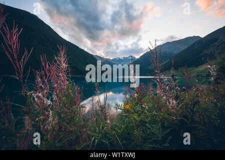 Vernagt réservoir dans le coucher du soleil avec des fleurs en premier plan, E5, Alpenüberquerung, 6e étape, Niederjochbach,aération, Similaun, cabane, Vernag Schnalstal Banque D'Images