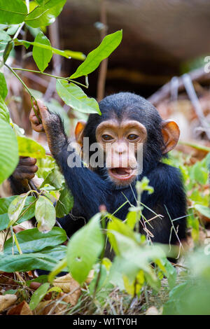 Jeune chimpanzé, Pan troglodytes, Mahale Mountains National Park, Tanzanie, Afrique de l'Est Banque D'Images