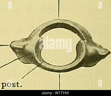 Image d'archive à partir de la page 527 du Medicinisch-Naturwissenschaftlichen Denkschriften der Gesellschaft zu. Denkschriften der Medicinisch-Naturwissenschaftlichen denkschriftender Gesellschaft zu Jena62medi Année : 1879 Fov. artic. ant. Intergle Foveola Proc. transv.- Massa lat. Fac. artic. post sont. ventrale. Fig. 16. L'Échidné erwachsenen und Atlas von oben und. Un etwas von hinten b, von vorn, c von hinten. 9- nat io/Gr. anterior für einen Condylus occipital ; die beiderseitigen Gruben werden durch die Fläche dorsale-craniale des ventralen Atlasbogens zu einer grossen, hufeisenförmig gekrümmten Fa Banque D'Images