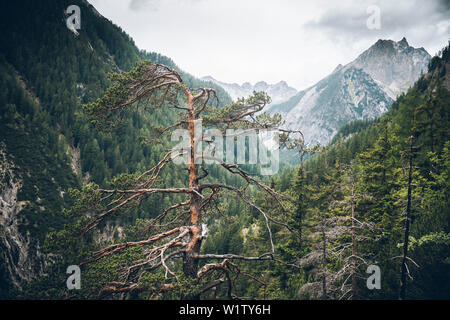 Tree Tops avec pic de montagne dans l'arrière-plan, E5, Alpenüberquerung Seescharte, 3ème étape,,de l'Inntal, Memminger Hütte à Unterloch Alm, Tyrol, Autriche, Banque D'Images