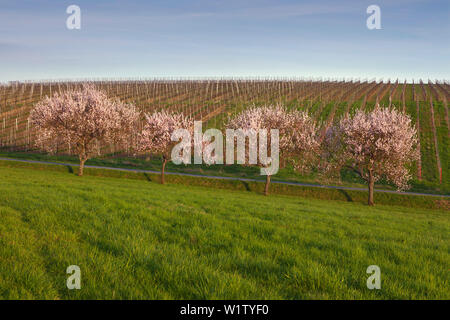 Almond Blossom, Mandelbluetenweg, Deutsche Weinstrasse (route des vins allemande), Palatinat, Rhénanie-Palatinat, Allemagne Banque D'Images