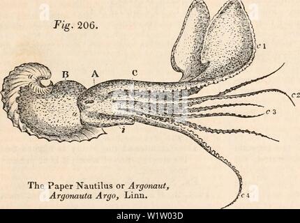 Image d'archive à partir de la page 534 de la cyclopaedia de l'anatomie et. La cyclopaedia de l'anatomie et physiologie cyclopdiaofana01todd Année : 1836 des céphalopodes. 519 deux forts muscles latéraux (d qui sont in- sérée dans les murs de la dernière chambre. Les nombreux bras creux (e, e) et tuile- retrac tentacules (JJ')y mentionnées dans le caractères généraux de la classe sont propres à cet ordre, et la tête est en outre fourni avec une grande plaque ligamento-musculaire, ou disque aplati, (g), qui, en plus d'agir comme un moyen de défense pour l'ouverture de la coquille, sert aussi, selon toute probabilité, en tant qu'organe pour cree Banque D'Images