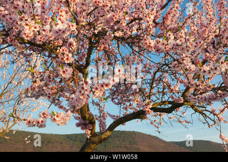 Almond Blossom, Mandelbluetenweg, Deutsche Weinstrasse (route des vins allemande), Palatinat, Rhénanie-Palatinat, Allemagne Banque D'Images