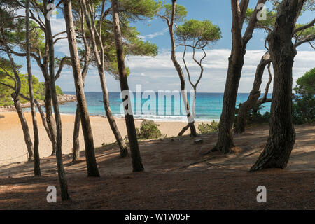 Arbres à la Cala Agulla, Majorque, Îles Baléares, Espagne Banque D'Images