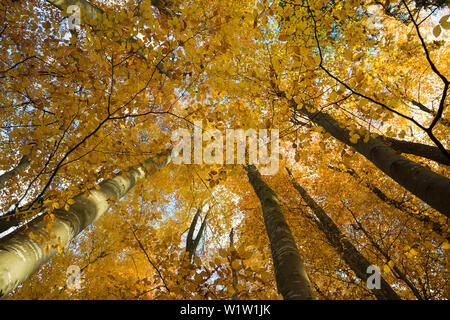 Forêt de hêtres en automne, Frog's eye view, près de Überlingen, le lac de Constance, Bade-Wurtemberg, Allemagne Banque D'Images