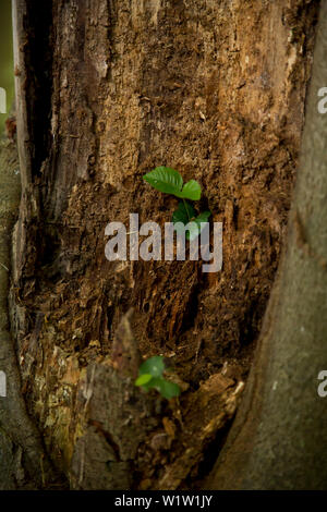 Close-up de feuilles de hêtre fraîchement cultivés (Fagus sylvatica) dans une vieille souche d'arbre dans Förster Parc National, le lac Edersee, Hesse, Allemagne, Banque D'Images