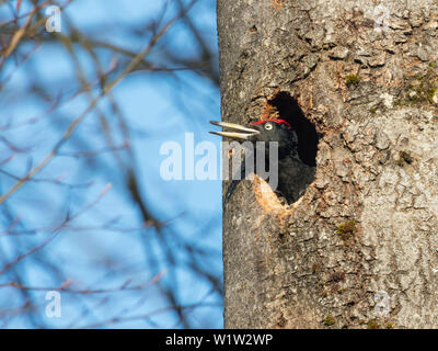 Pic noir Dryocopus martius, homme, regardant par la nesthole, Bavaria, Germany, Europe Banque D'Images