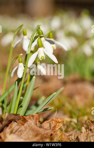 Close-up of snowdrop fleurs au début du printemps en fleurs près de Frankenau, Hesse, Germany, Europe Banque D'Images
