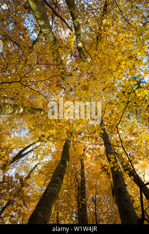 Forêt de hêtres en automne, Frog's eye view, près de Überlingen, le lac de Constance, Bade-Wurtemberg, Allemagne Banque D'Images