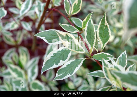 Feuilles de Cornus Controversa Variegata Banque D'Images